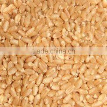 Organic Wheat