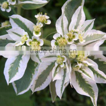 Snow on the mountain Euphorbia , Euphorbia , flower seeds , herb seed,vegetalbe seed,fruit seed,grass seed