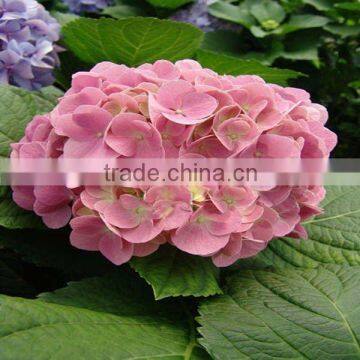 Elegant in smell hydrangea flower for home wedding decoration