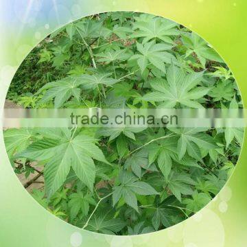 Sweet Tea Extract Natural Sweetener photo-3