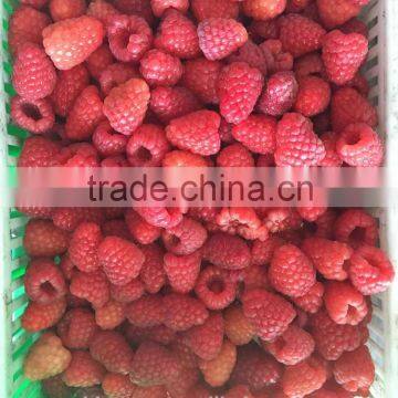 IQF Frozen raspberry whole with best price