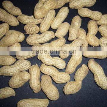 Supply Roasted Peanut in shell with good Quality