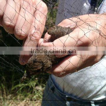 netting bird for small bird