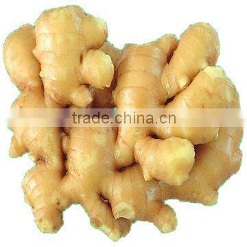 Fresh Ginger and Air Dry Ginger for Export to World Market