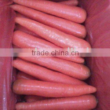 China carrot