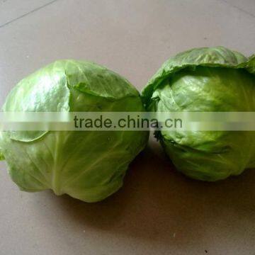 Flat Cabbage Exporter