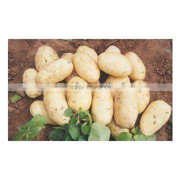 Hot Sailing Fresh Yellow Holland Potato(200g-250g/pc)