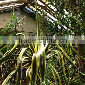 Agave americana marginata Century Plant Variegated Maguey