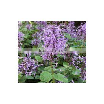 Plectranthus ambiguus (Purple Flowered Plectranthus)