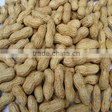 natural washed peanut in shell high quality crop new