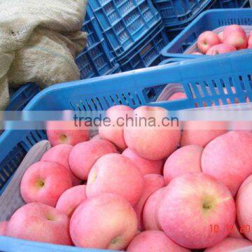 fresh qinguan apple