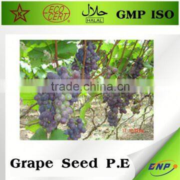 grape seed extract side effects