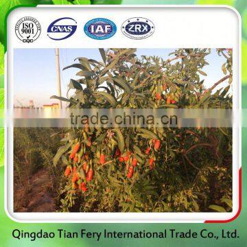 Manufacture New Chinese Dried Goji Berry Fruit