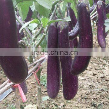 NE012 Changjian Types purple hybrid eggplant seeds for sale