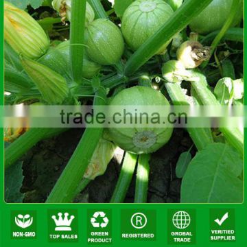 MSQ07 Youzhi good fruit setting f1 hybrid squash seeds, round zucchini seeds