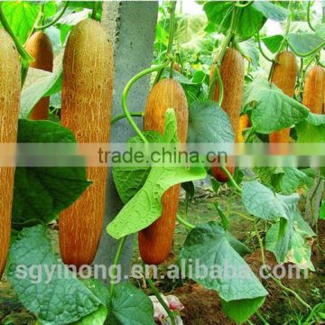 High yield early maturity cucumber seeds Crown F1