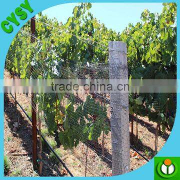 Heavy Duty Long-lasting 100% Virgin pe Quality Plant Support Net, Climbing Plant Net, Cucumber Mesh Netting photo-6