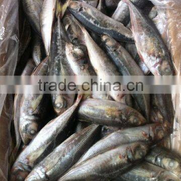 Frozen Horse Mackerel (Trachurus Japonicus)