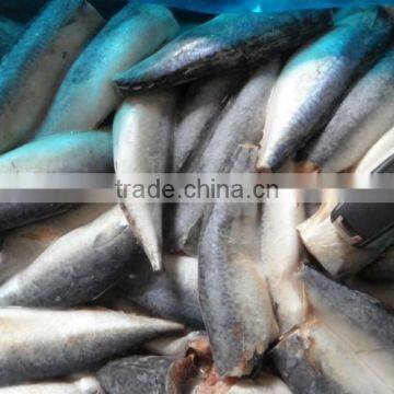 Boneless frozen fish Spanish Mackerel Frozen fish fillet 120g