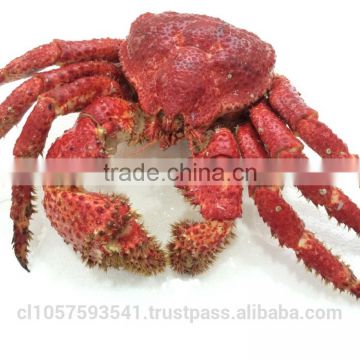 Hairy Snow Crab Antarctica