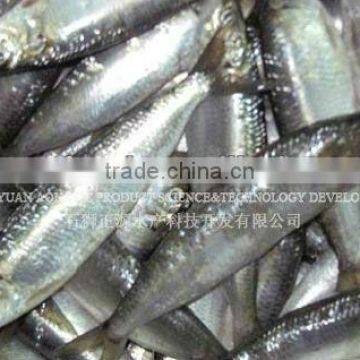 China Sardine Exporter Sardines Fish