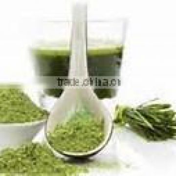 Superior Quality Wheat Grass Powder for supply