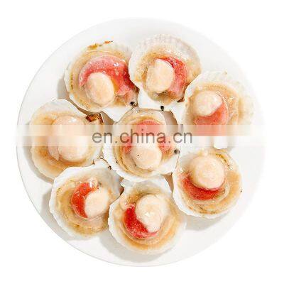Frozen Half Shell Scallop Sea Scallop