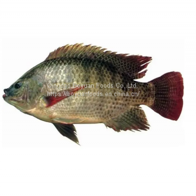 tilapia