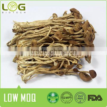 hot sale dried edible Tea tree mushrooms