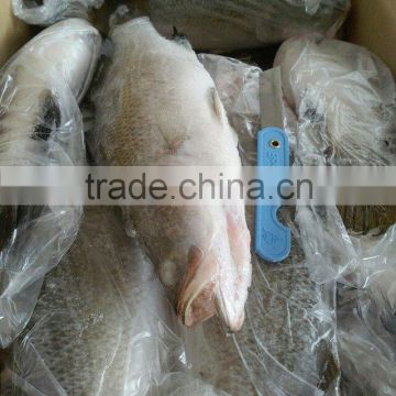 Frozen barramundi for sale