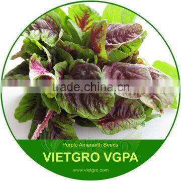 High Yield OP Purple Amaranth Seeds VGAP / Vegetable seeds