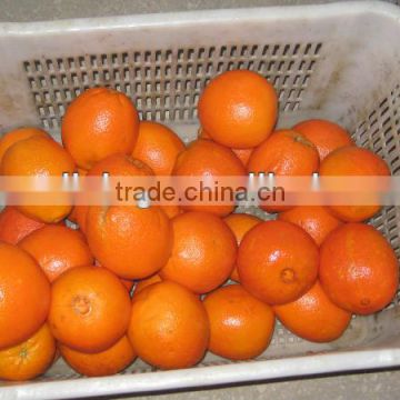 Fresh navel orange 40-88pcs in 15kg plastic box