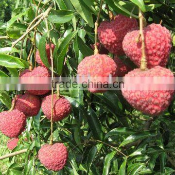 Chinese fresh lychee