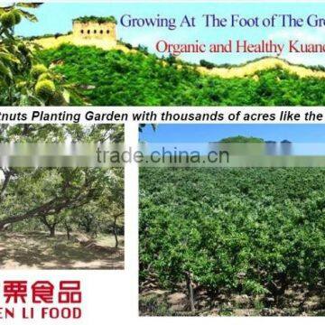 2016 New Crop Sweet Fresh Chinese Chestnut for Sale photo-4