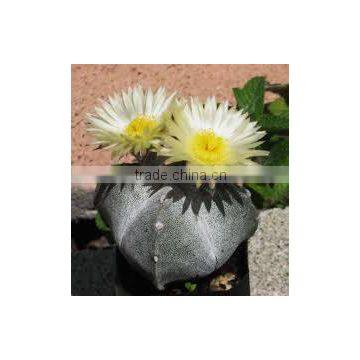 Astrophytum myriostigma Bishops Cap Cactus Monks Hood Bishops Mitre