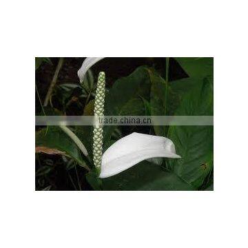 Spathiphyllum patinii Fancy Leaf Peace Lily