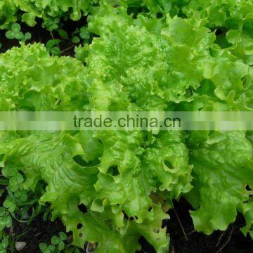 Lettuce Grand Rapids seeds