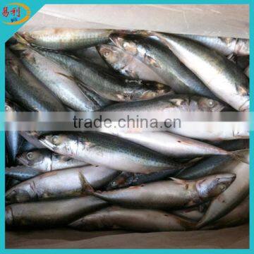 Cheap frozen seafood fish mackerel fish