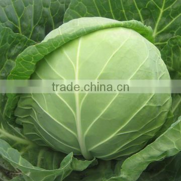 HC02 Guanse round dark green F1 hybrid cabbage seeds