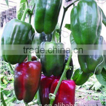 Wide adaptability strong growth and fruit-setting ability sweet pepper seeds Michelle133 F1