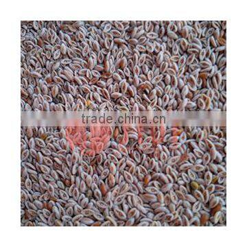 Psyllium Seed