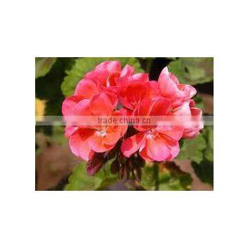 EXPORTER / SUPPLIER / MANUFACTURER OF 100% PURE GERANIUM OIL