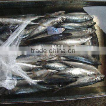 Frozen Round Scad (muroaji) photo-3