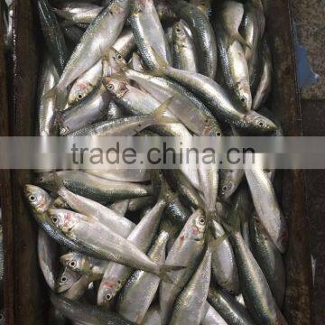 Best Price for Canning Frozen Sardine Seafood photo-6
