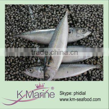 Cheap Wholesale Frozen Mackerel Prices lot number#kmw4053