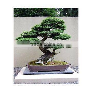 Indoor Cedar Bonsai Tree Topiary Cypress Pine From Chinese Designer photo-2