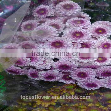 High Quality Sprayed Chrysanthemums With All Colors Wholesale photo-6