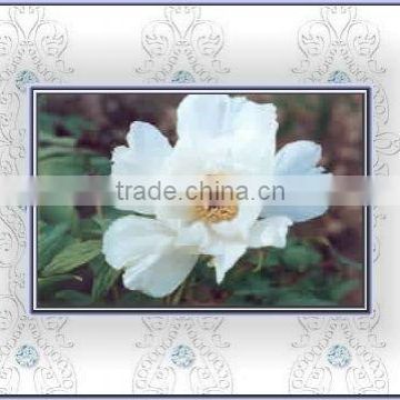 Tree Peony Plant Root Chun Hong Jiao Yan