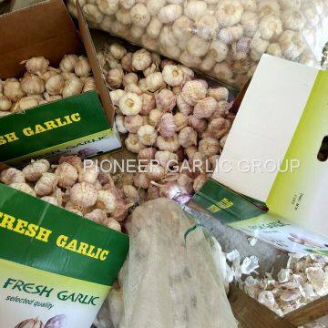 Loose Packing 5.5-6cm Fresh Red Garlic Produced In Jinxiang Shandong China