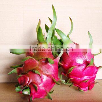 Good Price Fresh Dragon Fruit For Sale/ pitaya